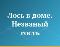 Лось в доме. Незваный гость