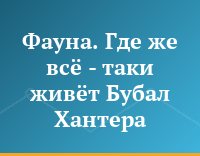 Фауна. Где же всё - таки живёт Бубал Хантера