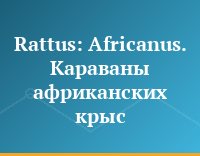 Rattus: Africanus. Караваны африканских крыс