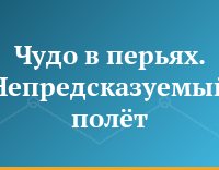 Чудо в перьях. Непредсказуемый полёт