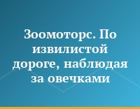 Зоомоторс. По извилистой дороге, наблюдая за овечками