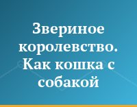 Звериное королевство. Как кошка с собакой