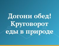 Догони обед! Круговорот еды в природе