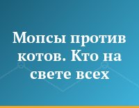 Мопсы против котов. Кто на свете всех...