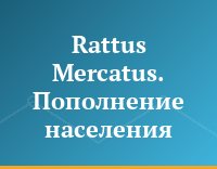 Rattus Mercatus. Пополнение населения